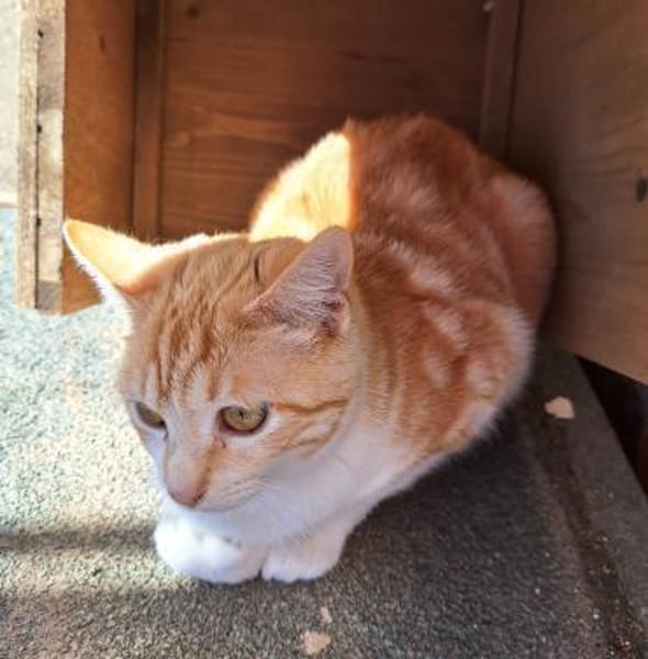 Sanftes Katzenmädchen Evora