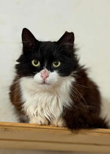 Zorro