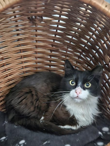 Zorro