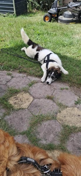 Sanfte Nele🌺 sucht liebe Hundekenner