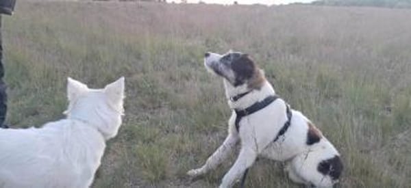 Sanfte Nele🌺 sucht liebe Hundekenner