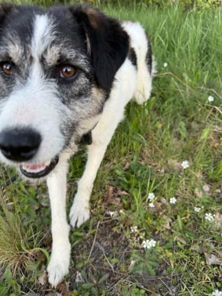 Sanfte Nele🌺 sucht liebe Hundekenner