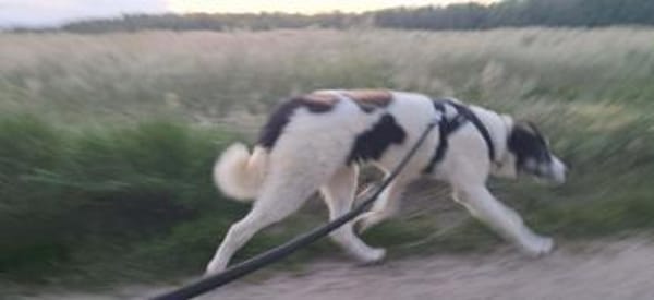 Sanfte Nele🌺 sucht liebe Hundekenner