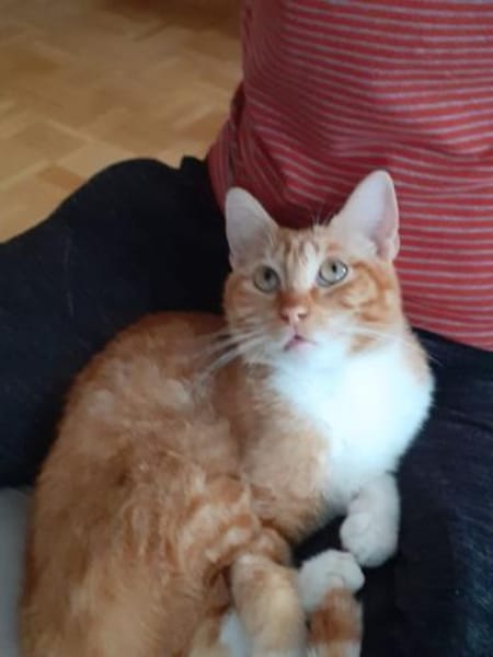 Porthos - Charmeur auf 4 Pfoten