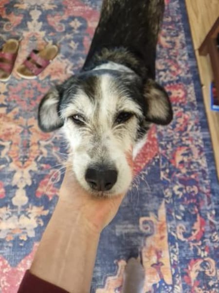 Freundlicher STEVIE sucht sein Zuhause!