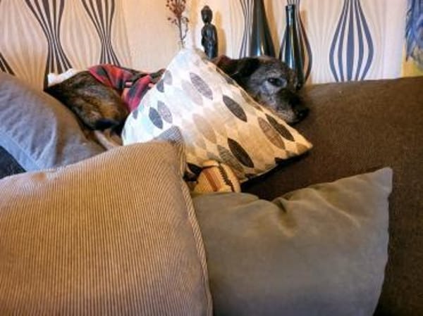 Bonnie, freundlich, ruhig und lieb