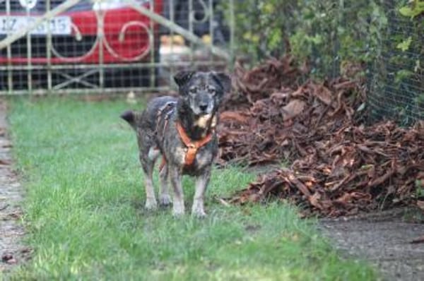 Bonnie, freundlich, ruhig und lieb
