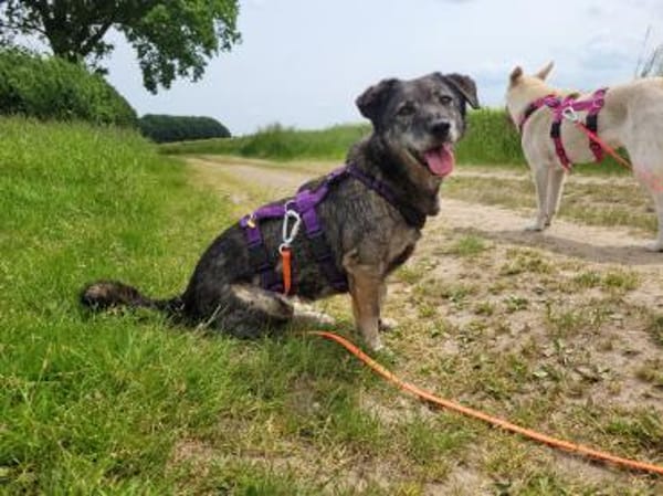 Bonnie, freundlich, ruhig und lieb