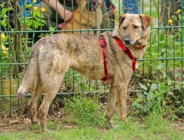 Gambit sucht ein ruhiges Zuhause