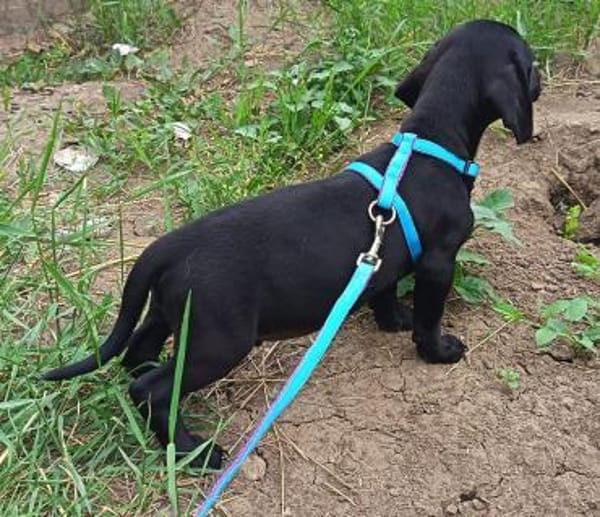 Zseton ist im Tierheim geboren