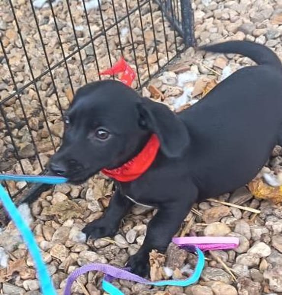 Chili ist im Tierheim geboren