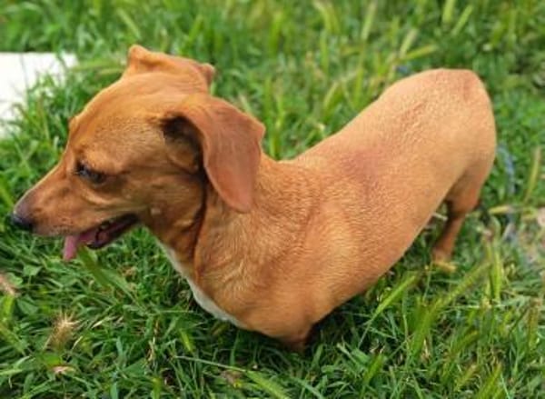 Picur Sie hat ihr Zuhause verloren