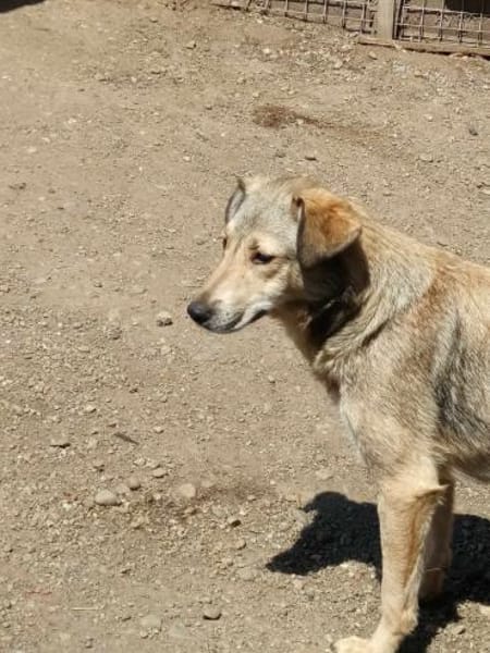 Sandy sucht ein Zuhause