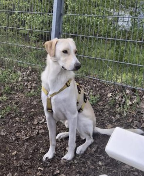 Lobo sucht sein Zuhause