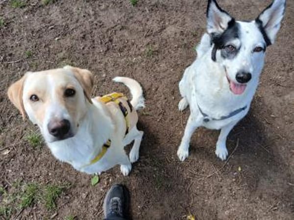 Lobo sucht sein Zuhause