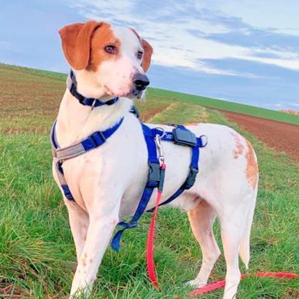 NATALE - Traumhund auf PS in Hessen
