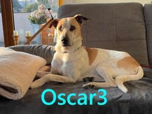 Oscar  NOTFALL