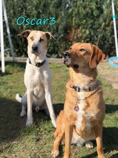 Oscar  NOTFALL