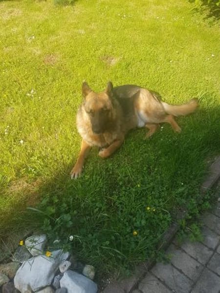 ASTOR - etwas stürmischer Menschenfreund