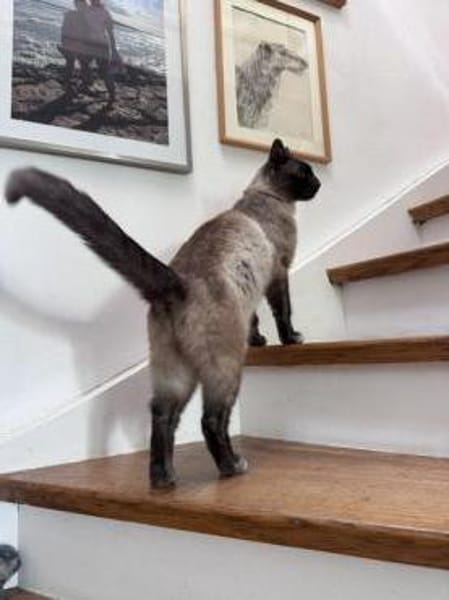 Yoki eine Bilderbuchkatze in Bayern
