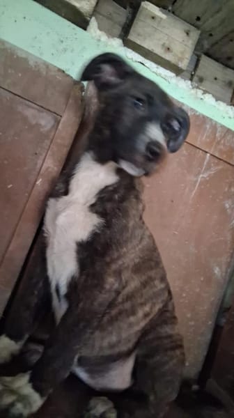 DAFNE sucht Für-immer-Zuhause