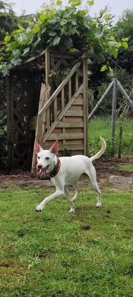 Zarter kleiner Podenco sucht sein Zuhaus