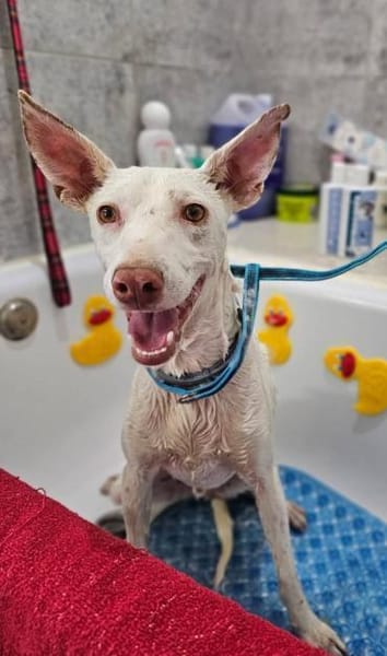 Zarter kleiner Podenco sucht sein Zuhaus
