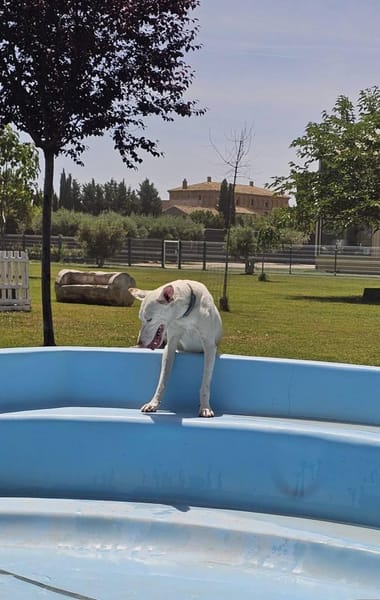 Zarter kleiner Podenco sucht sein Zuhaus