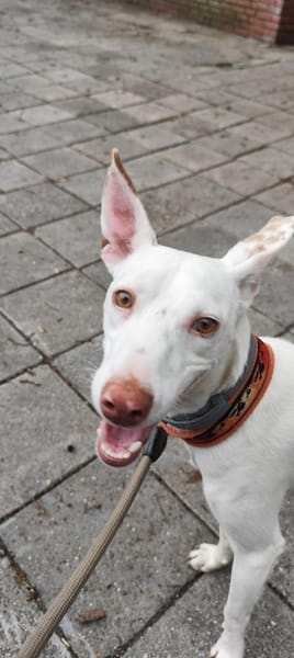 Zarter kleiner Podenco sucht sein Zuhaus