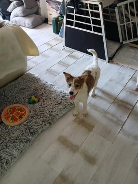 Kleine Delia🌺 sucht liebevolles Heim