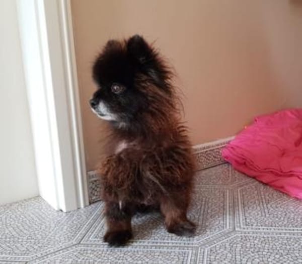 Teddy...Nerina