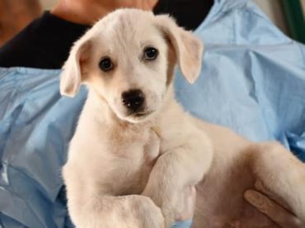 Adoptieren Sie Guendalino?