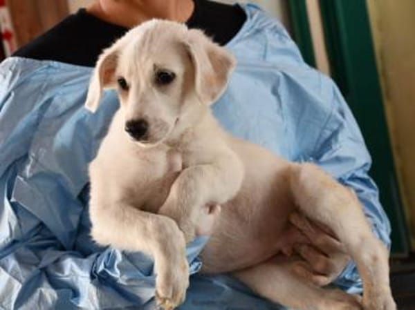 Adoptieren Sie Guendalino?
