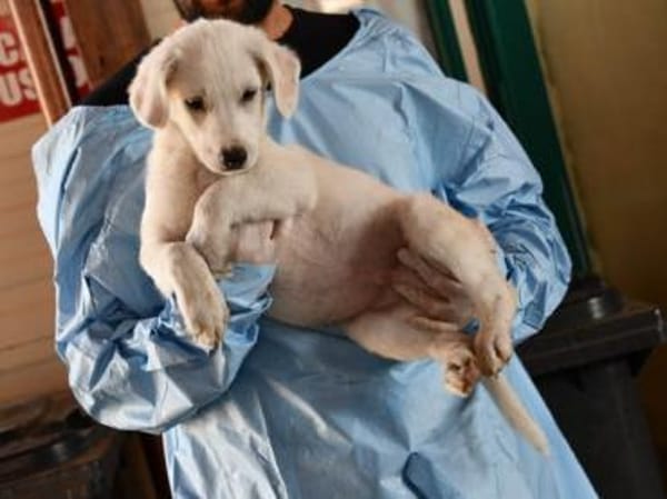 Adoptieren Sie Guendalino?