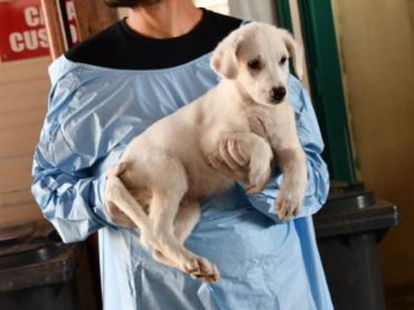 Adoptieren Sie Guendalino?