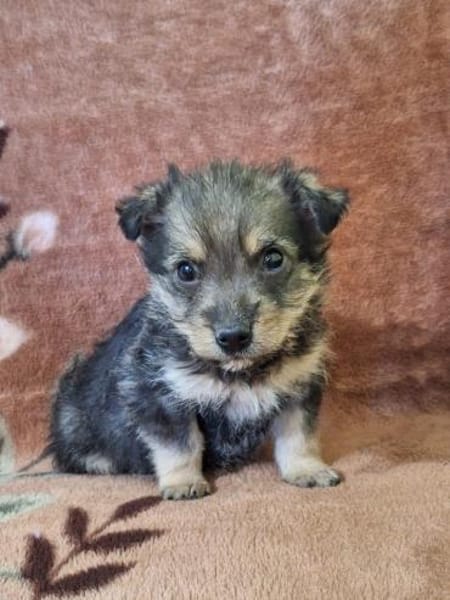 Welpe DINGO (klein bleibend)