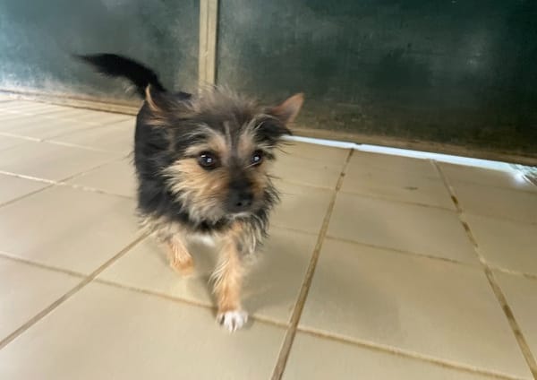 CHIPIE (réservéé)