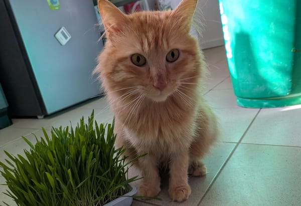 Simba