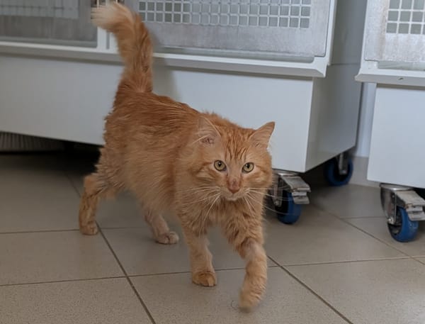 Simba