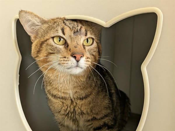 TEMOE QCT