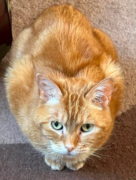 CARAMEL