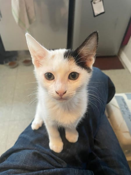 MYA