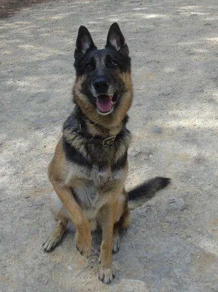 APOLO (Union Animal)