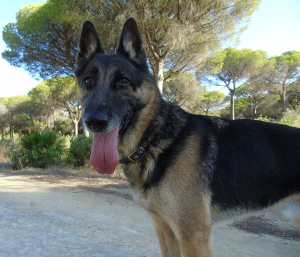 APOLO (Union Animal)