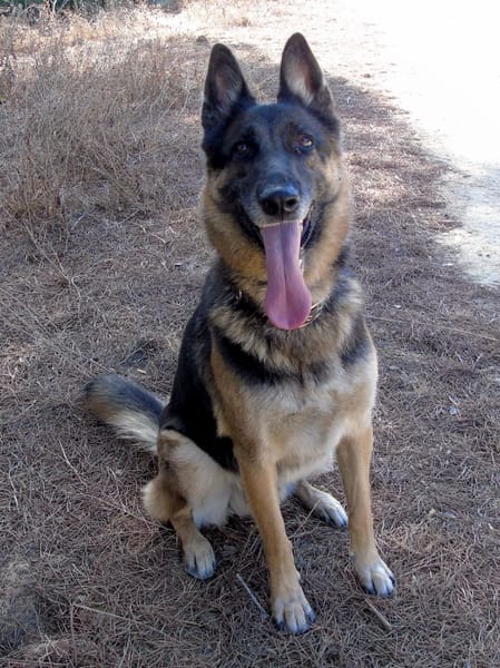 APOLO (Union Animal)