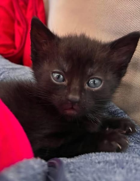 SAORI/SHIRYU/SHUN À ADOPTER PAR DEUX OU SEUL SI DEJA UN CHAT CHEZ VOUS