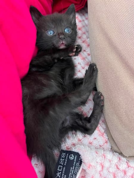 SAORI/SHIRYU/SHUN À ADOPTER PAR DEUX OU SEUL SI DEJA UN CHAT CHEZ VOUS