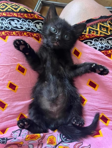 SAORI/SHIRYU/SHUN À ADOPTER PAR DEUX OU SEUL SI DEJA UN CHAT CHEZ VOUS