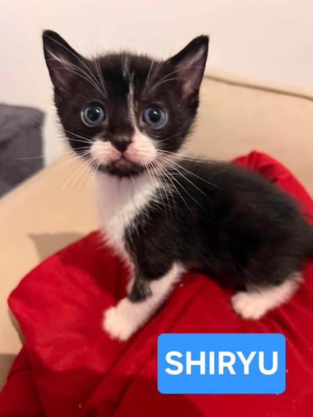 SAORI/SHIRYU/SHUN À ADOPTER PAR DEUX OU SEUL SI DEJA UN CHAT CHEZ VOUS