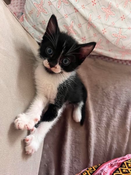 SAORI/SHIRYU/SHUN À ADOPTER PAR DEUX OU SEUL SI DEJA UN CHAT CHEZ VOUS